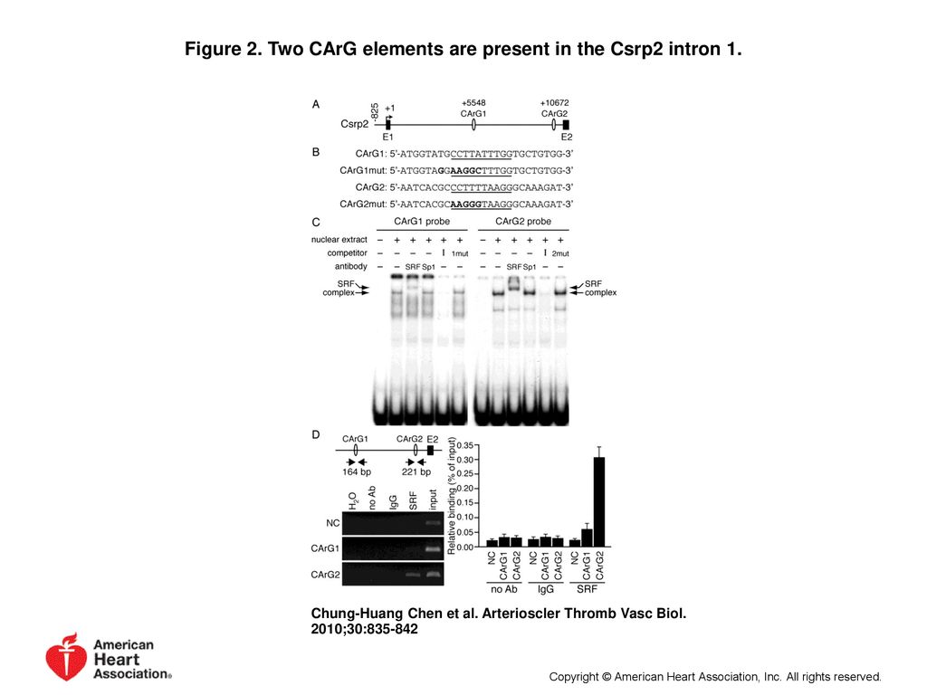 Figure 2. Two CArG elements are present in the Csrp2 intron 1.