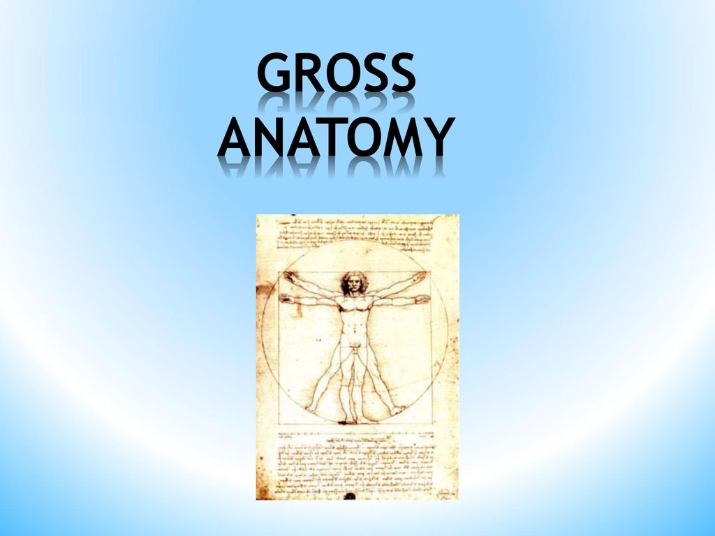 GROSS ANATOMY. Biology Diagrams