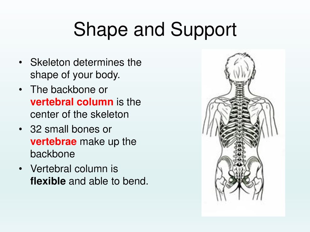 Skeletal System Ppt Download