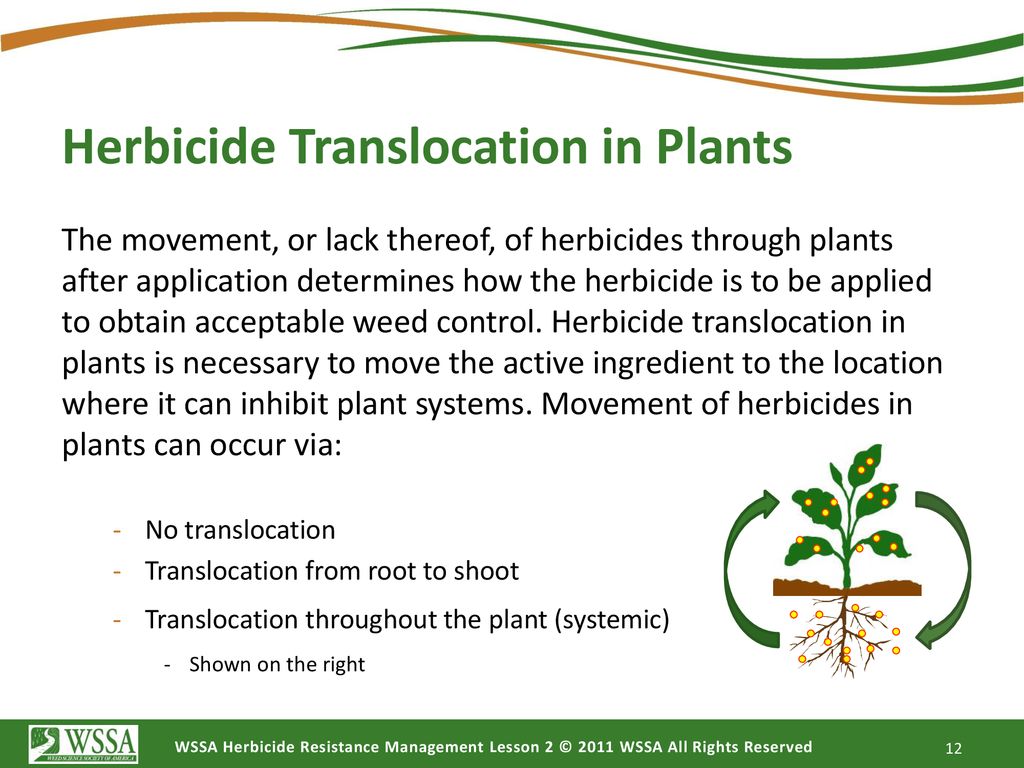 How Herbicides Work Lesson 2 Ppt Download how-herbicides-work-lesson-2-ppt-download