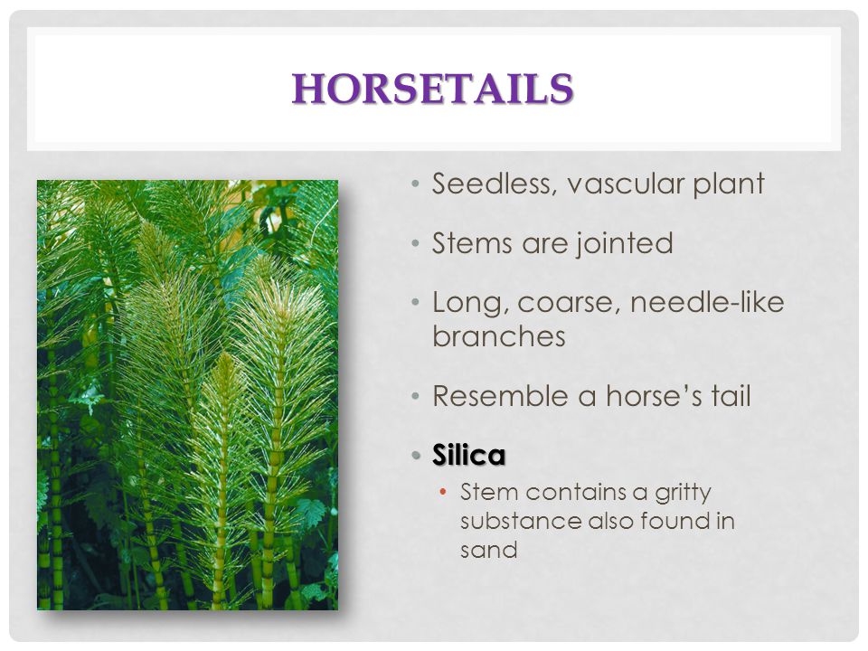 Horsetails Seedless, vascular plant Stems are jointed