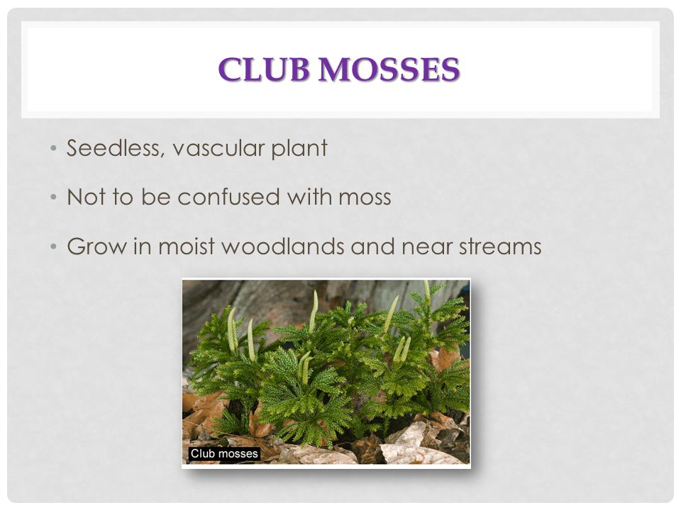 Club Mosses Seedless, vascular plant Not to be confused with moss