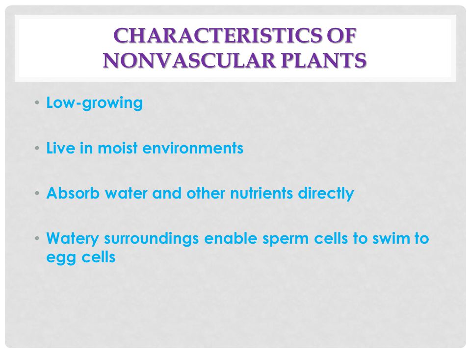 Characteristics of Nonvascular Plants