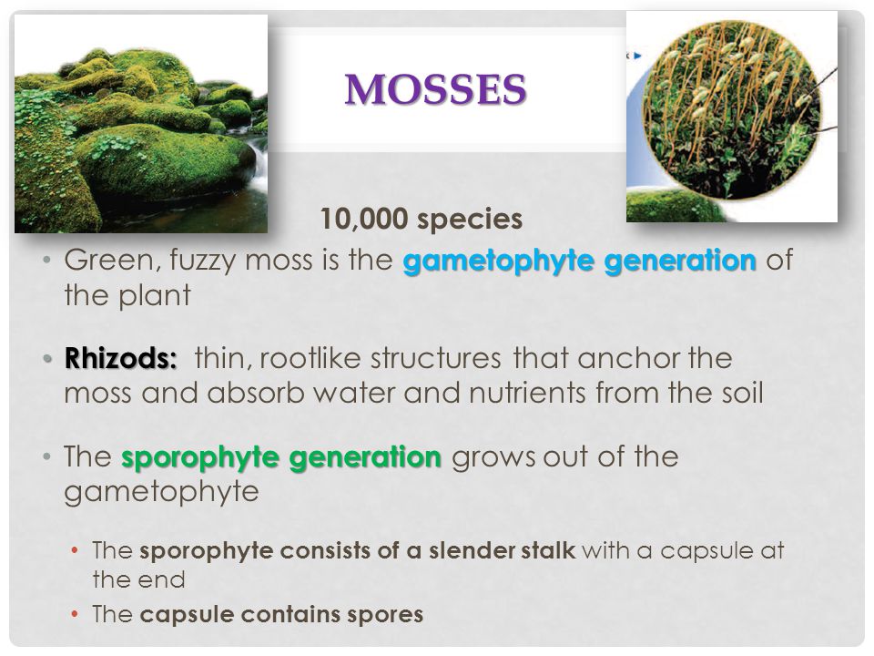 Mosses 10,000 species. Green, fuzzy moss is the gametophyte generation of the plant.