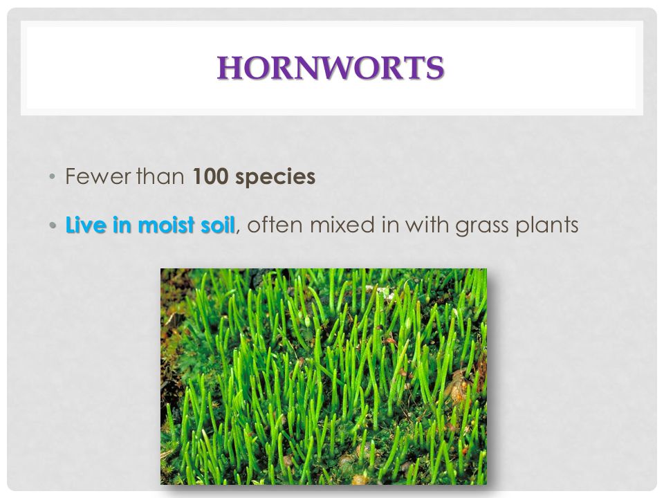 Hornworts Fewer than 100 species