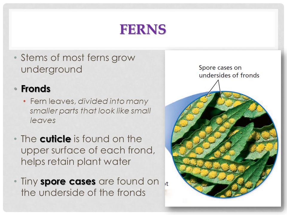 Ferns Stems of most ferns grow underground Fronds