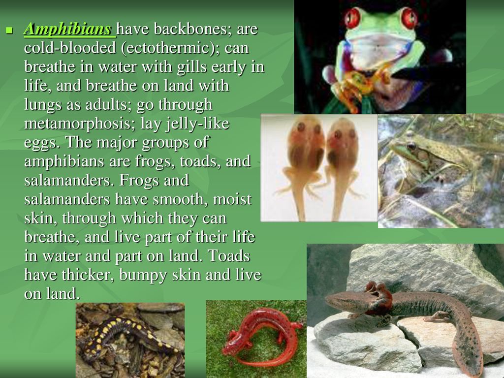 Standard 1 Animals are organisms that are multi-cellular but cannot