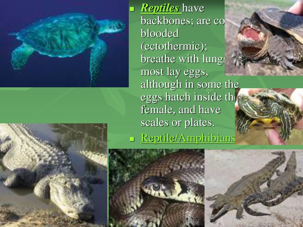 Standard 1 Animals are organisms that are multi-cellular but cannot