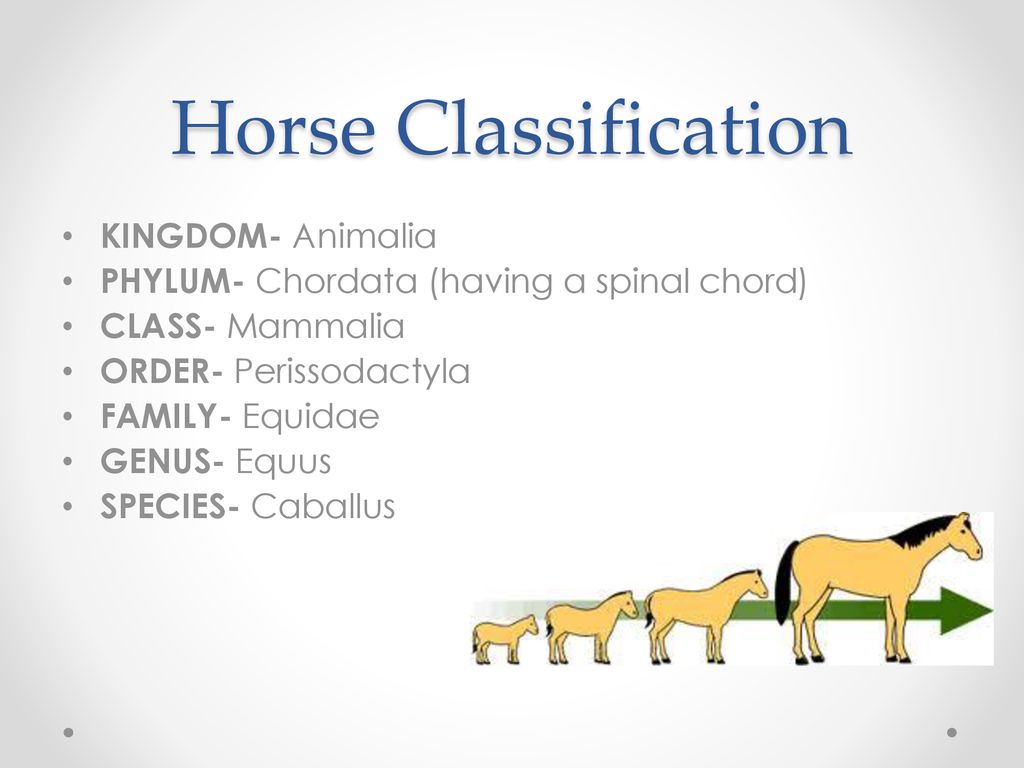 Equine Science Mrs. Fahey - ppt download