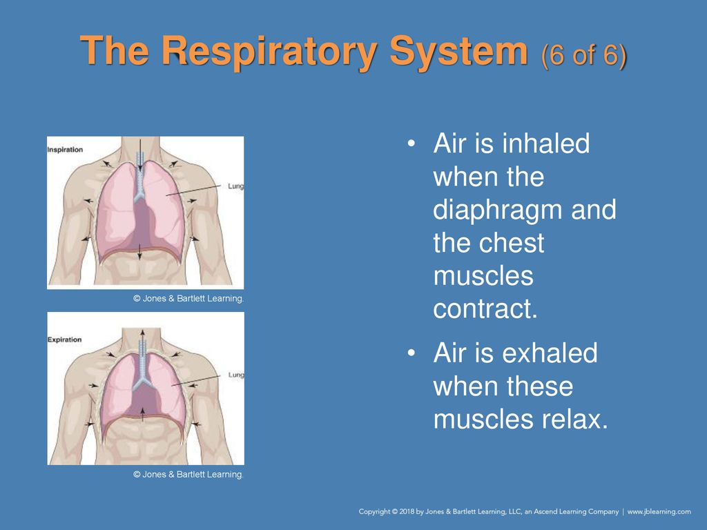 Chapter 6: The Human Body - ppt download