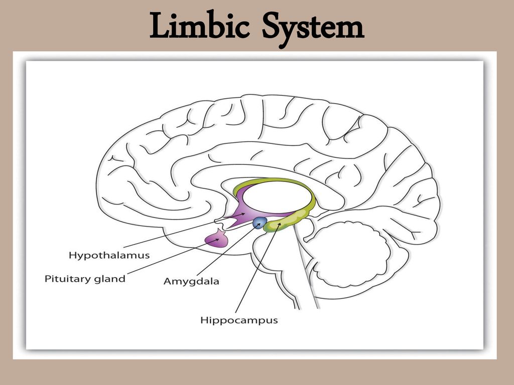 ppt download Biology Diagrams