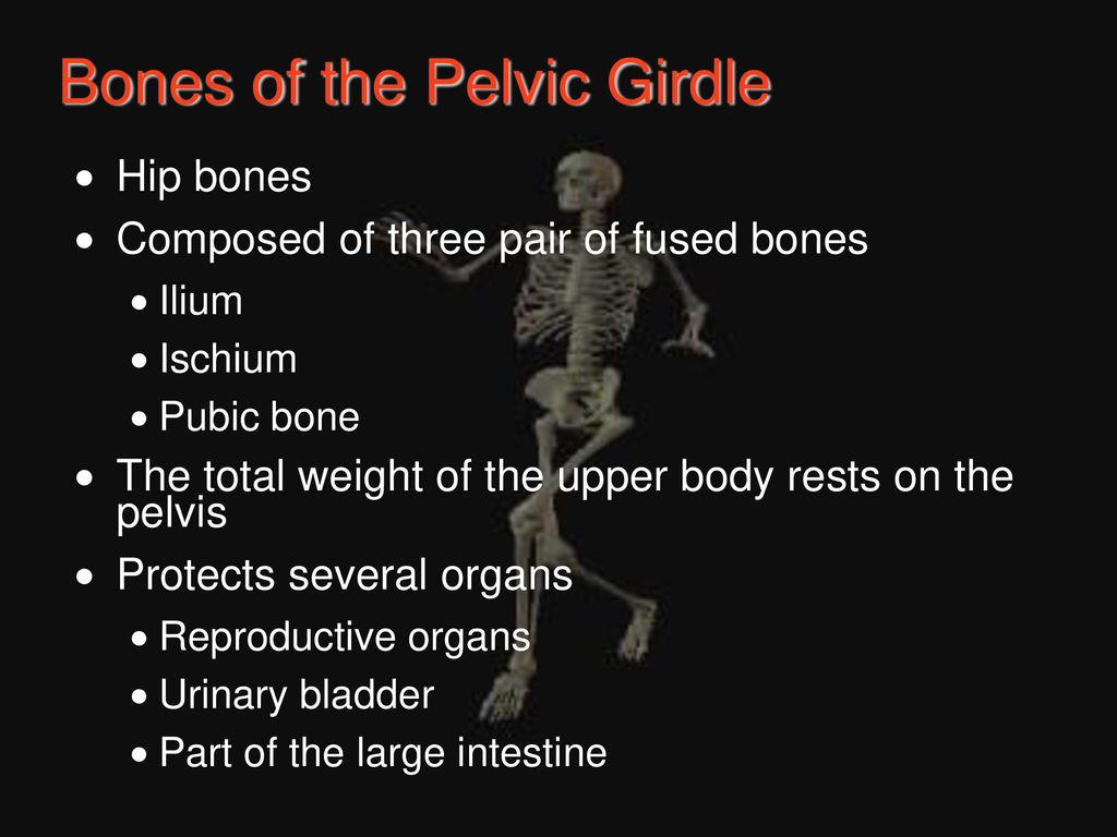 Chapter 5 The Skeletal System Biology Diagrams