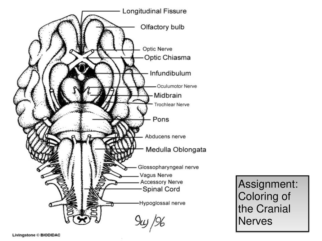 The 12 Pairs Of Cranial Nerves Ppt Download