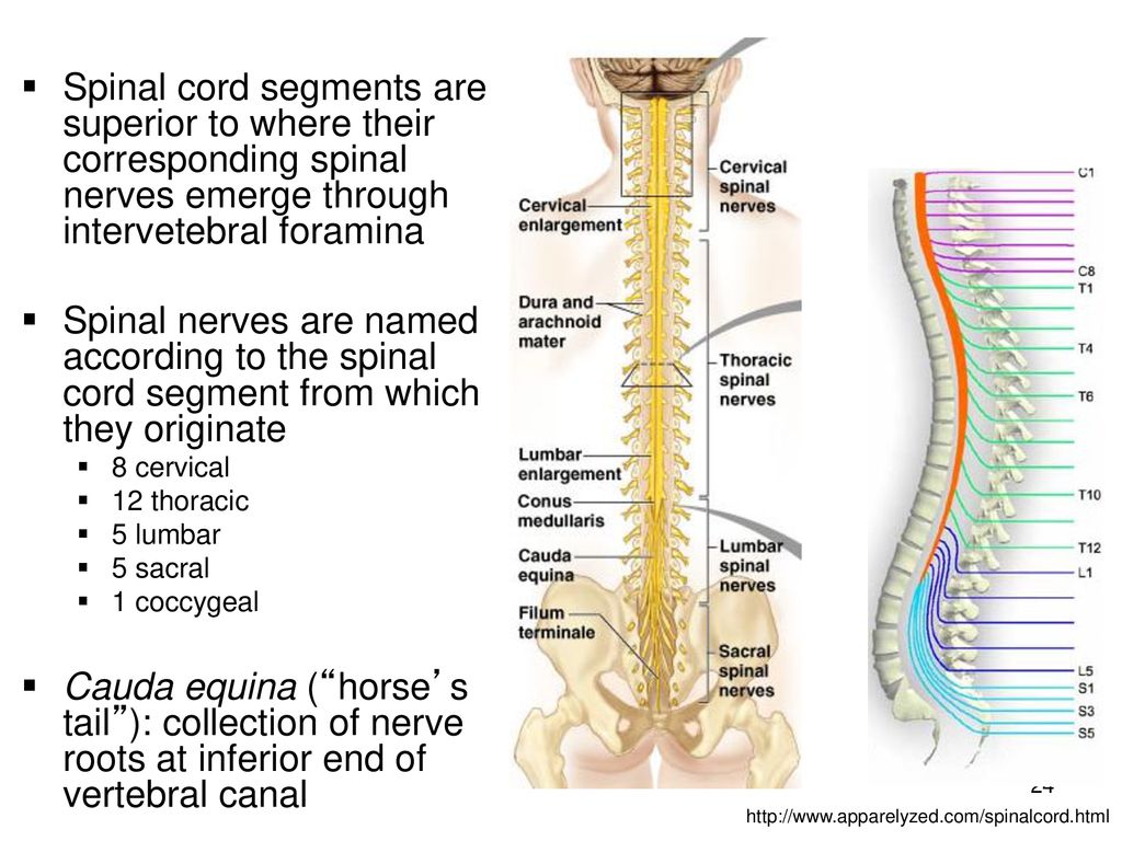 Фиксированный спинной. Spinal Cord segments. Фиксированный спинной мозг. Spinal nerves. Синдром фиксированного спинного мозга.