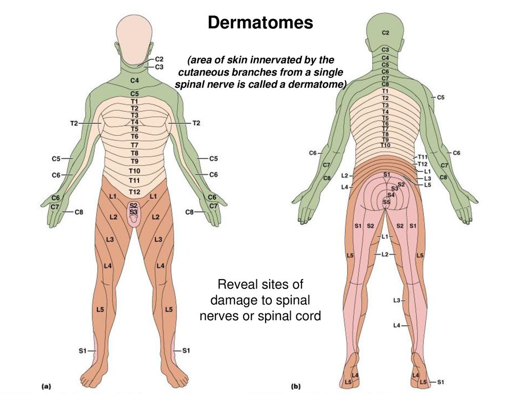 Dermatomes (innervation of skin) .