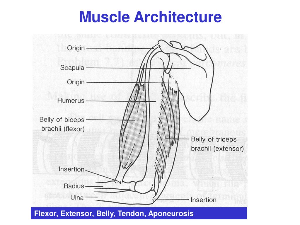 Muscle Architecture Flexor, Extensor, Belly, Tendon, Aponeurosis