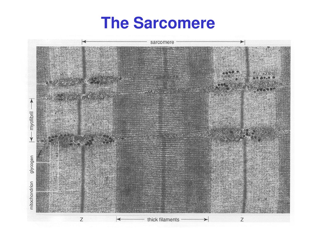 The Sarcomere