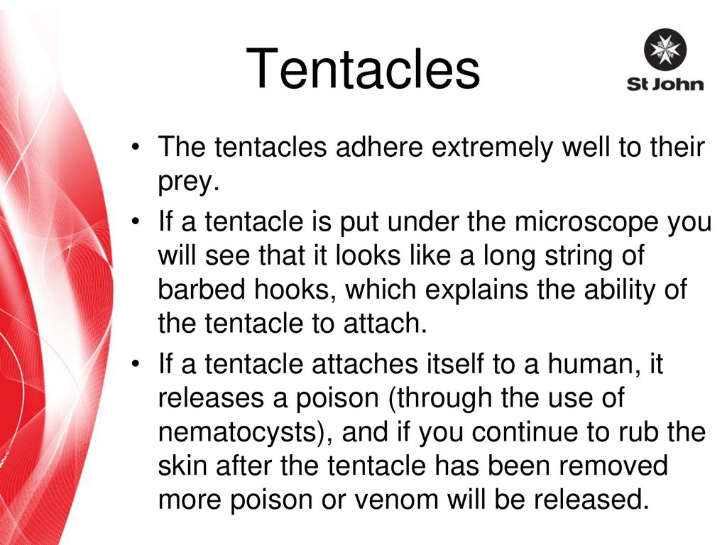 Tentacles The tentacles adhere extremely well to their prey.