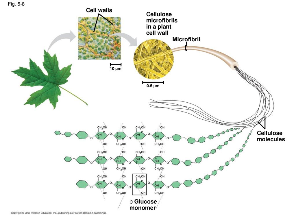 Cell walls Cellulose microfibrils in a plant cell wall Microfibril