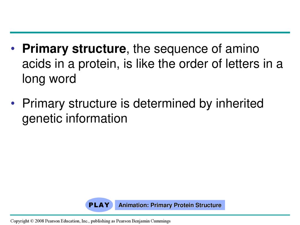 Animation: Primary Protein Structure