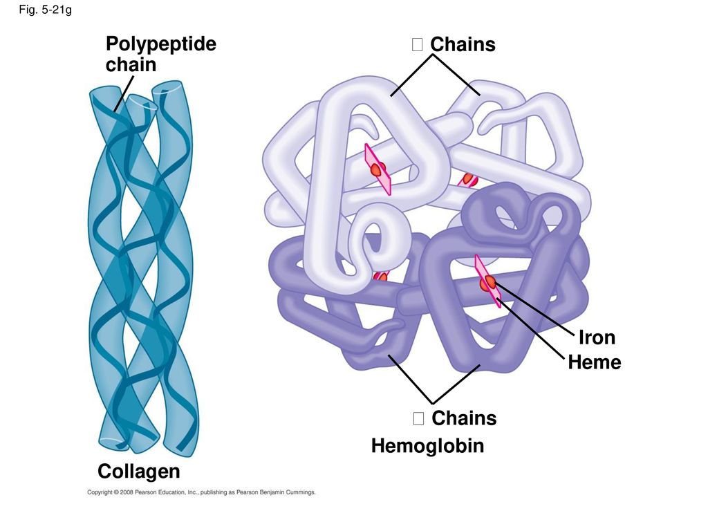 Polypeptide  Chains chain Iron Heme  Chains Hemoglobin Collagen
