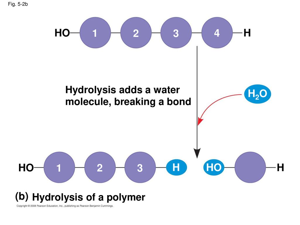 HO H H2O HO H HO H (b) Hydrolysis adds a water