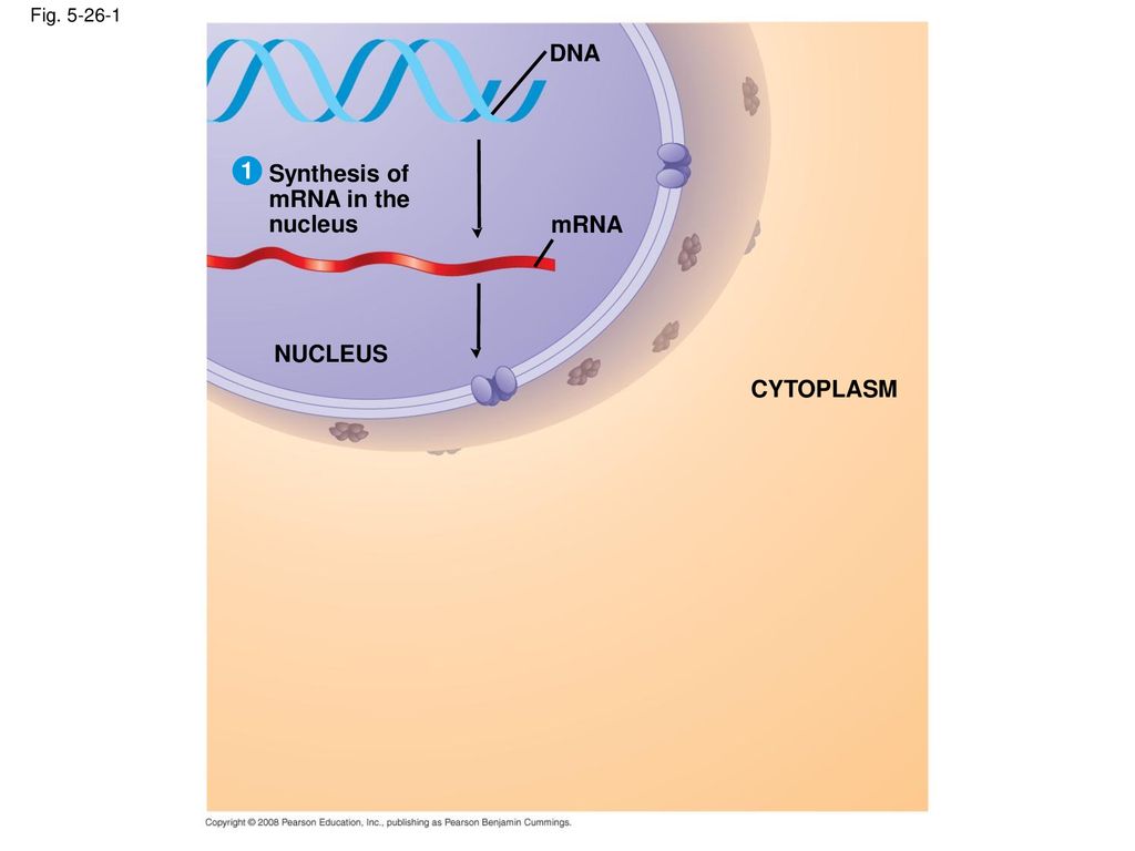 DNA 1 Synthesis of mRNA in the nucleus mRNA NUCLEUS CYTOPLASM