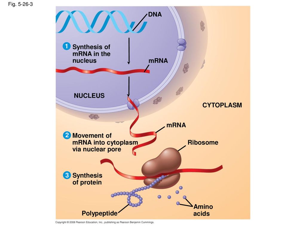DNA 1 Synthesis of mRNA in the nucleus mRNA NUCLEUS CYTOPLASM mRNA 2