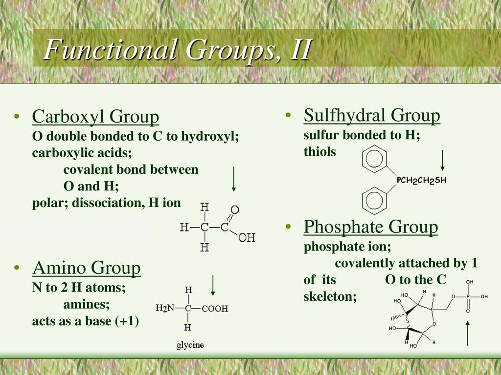 Carbon and Macromolecules - ppt download