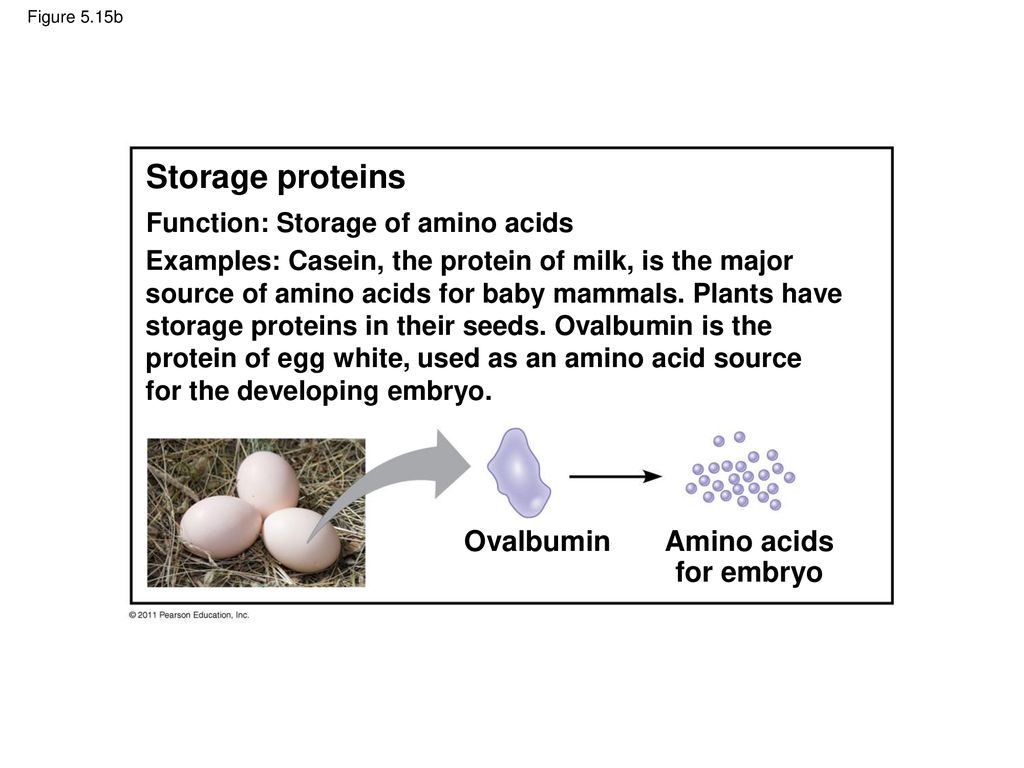 Protein Storage 