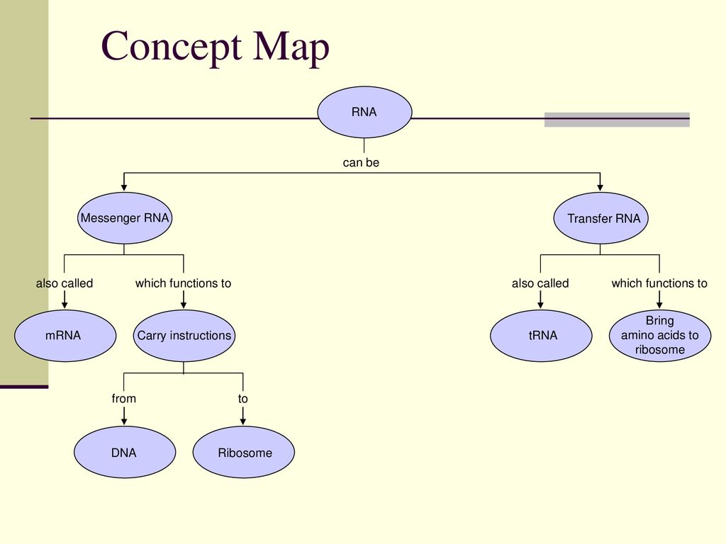 dna concept map vocabulary activity on the blueprint of life Dna Life S Code Molecule That Makes Up Genes And Determines The dna concept map vocabulary activity on the blueprint of life