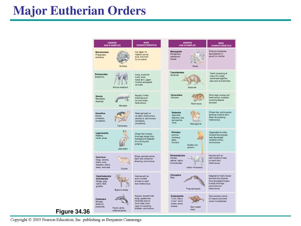 Chapter 34 Vertebrates. - ppt download