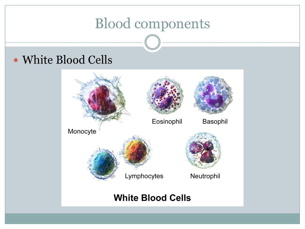 The Circulatory System - ppt download