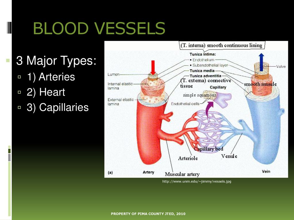 Cardiovascular System: Anatomy Unit - ppt download