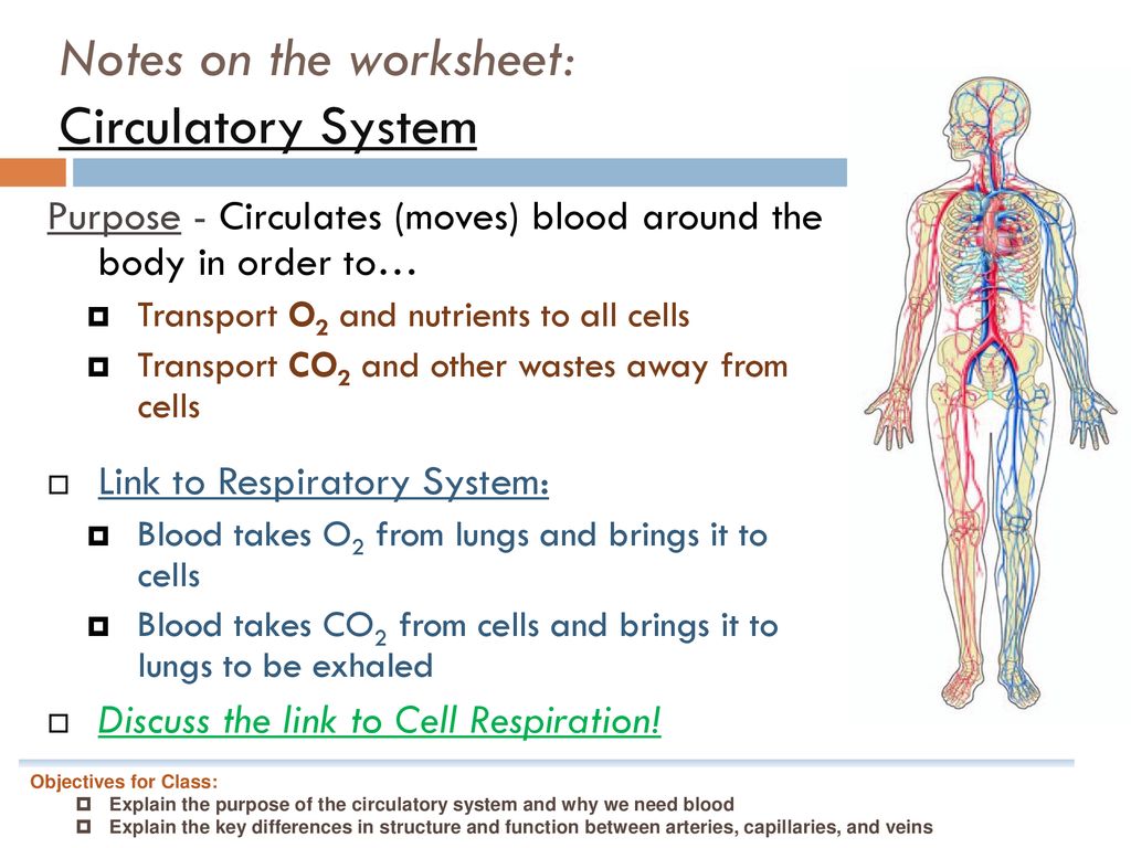 Bio 22B: Tuesday, 22/22/222 Title: Circulatory System - ppt download With Regard To The Cardiovascular System Worksheet
