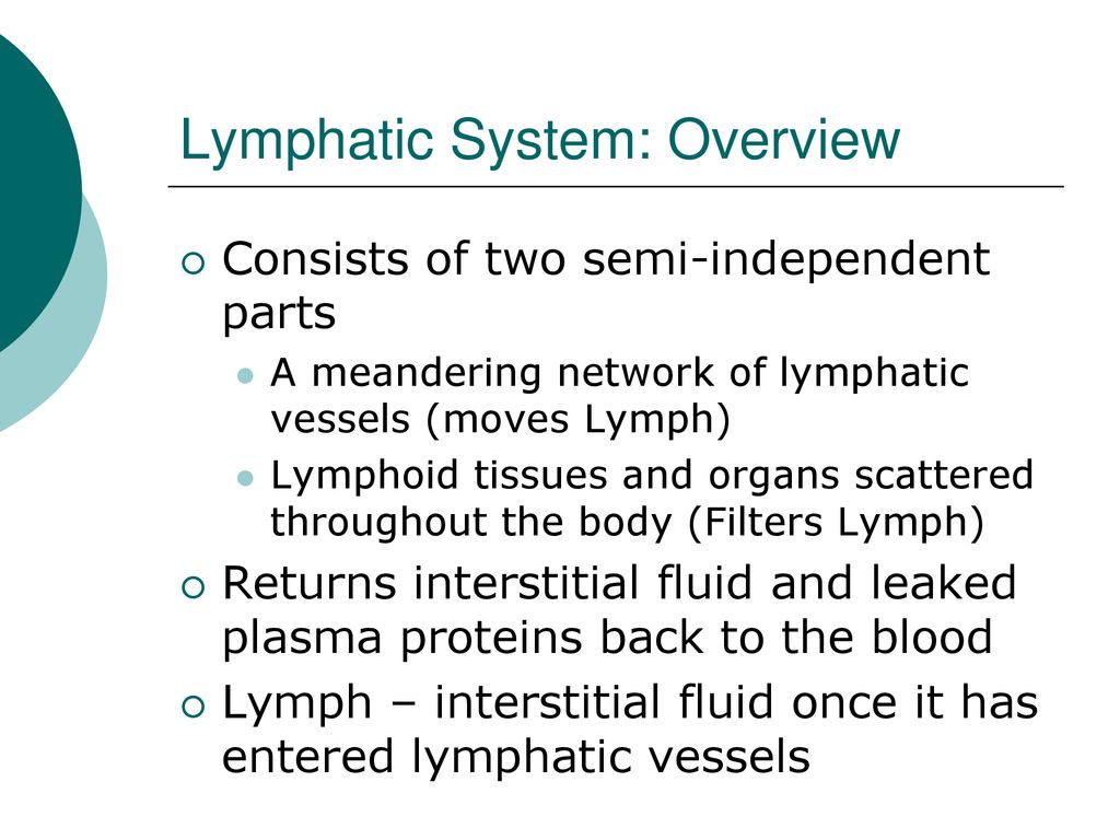 Lymphatic System List the functions of the lymphatic system - ppt download