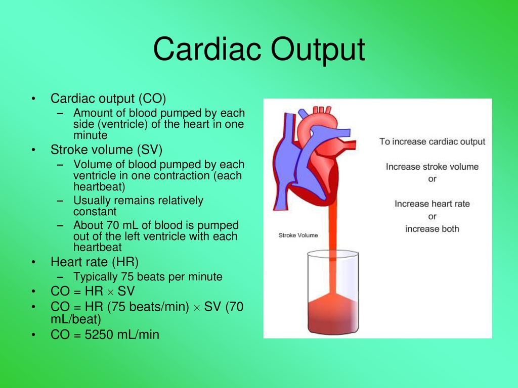 Cardiovascular System Cardiac Output and Everything Else - ppt download