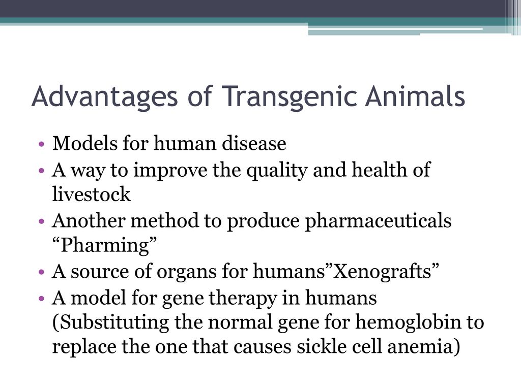 Genetically Modified Organisms - ppt download