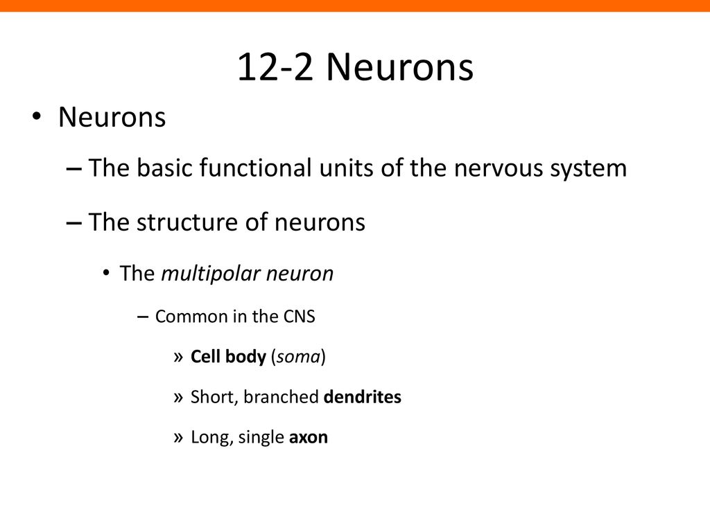 12-2 Neurons Neurons The basic functional units of the nervous system
