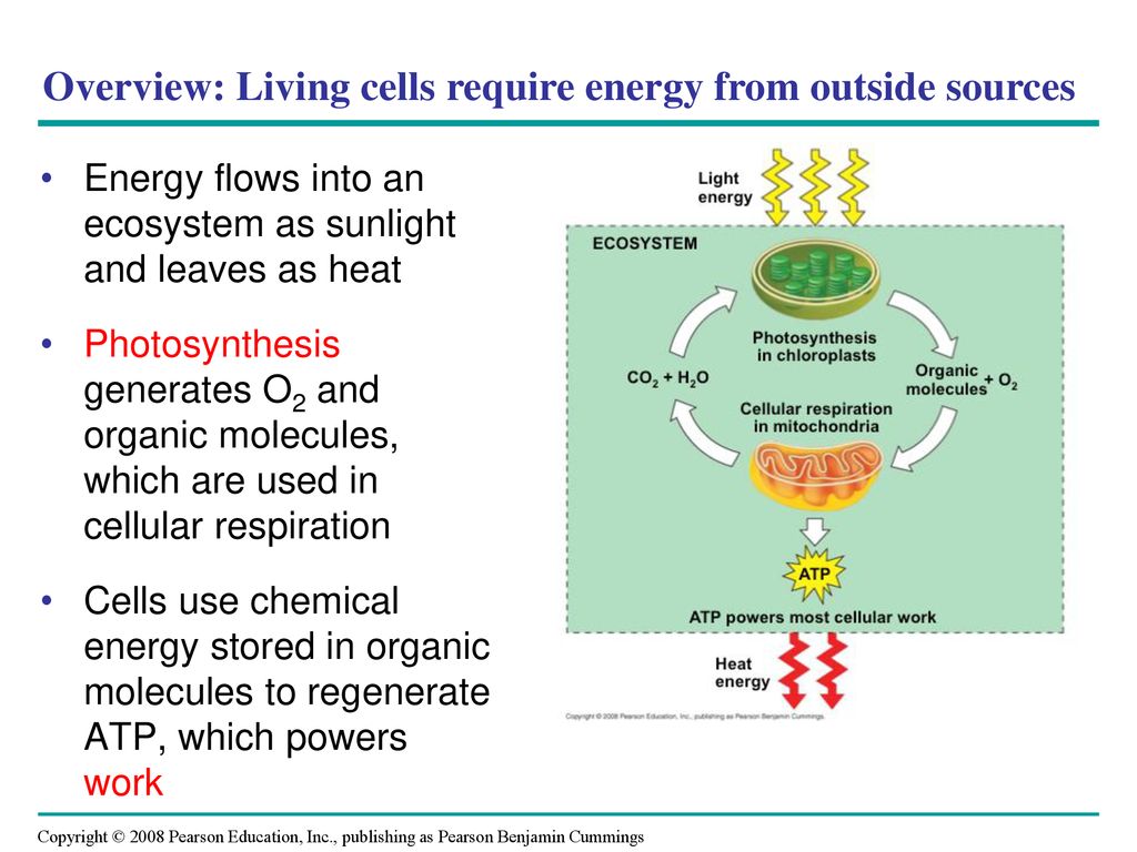 Overview: Living cells require energy from outside sources