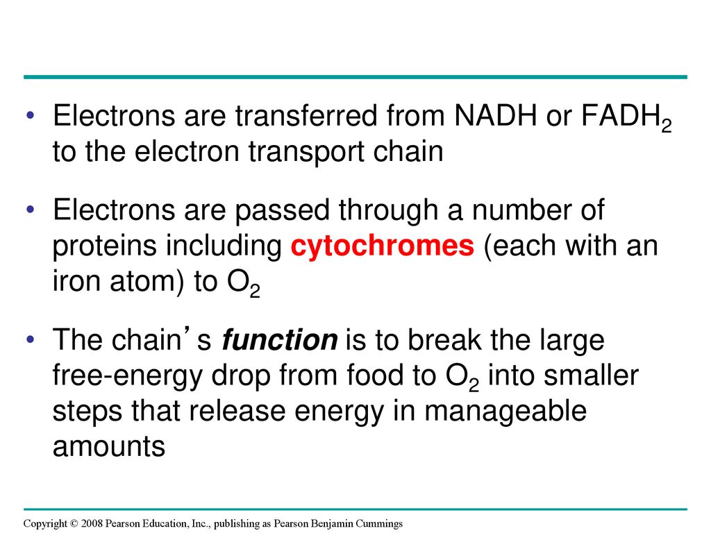 Electrons are transferred from NADH or FADH2 to the electron transport chain