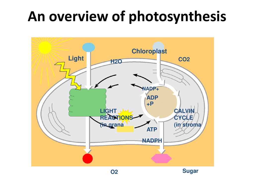 An overview of photosynthesis