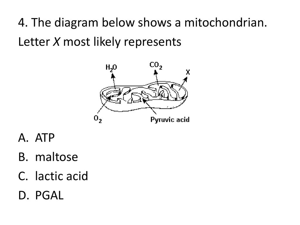 4. The diagram below shows a mitochondrian.