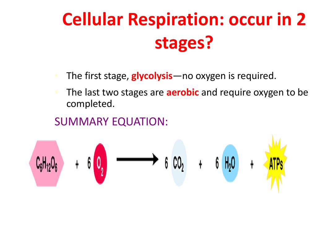Topic Cellular Respiration Aim How Is Energy Atp Produced In Living Things Ppt Download