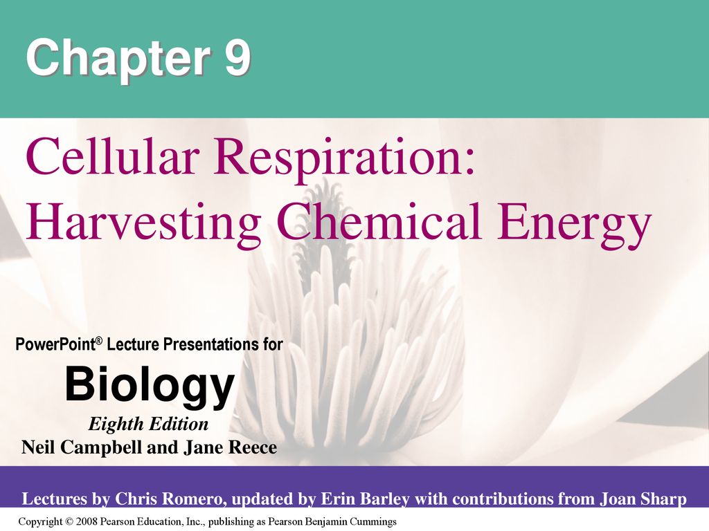 Cellular Respiration: Harvesting Chemical Energy - ppt download