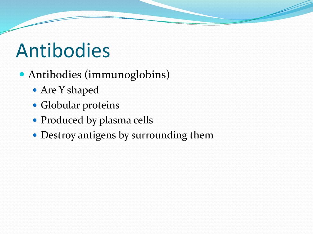 Antibodies Antibodies (immunoglobins) Are Y shaped Globular proteins