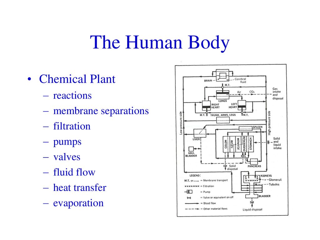 The Human Body Chemical Plant reactions membrane separations