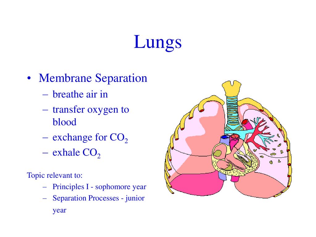 Lungs Membrane Separation breathe air in transfer oxygen to blood