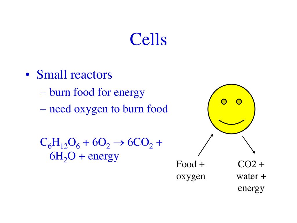 Cells Small reactors burn food for energy need oxygen to burn food