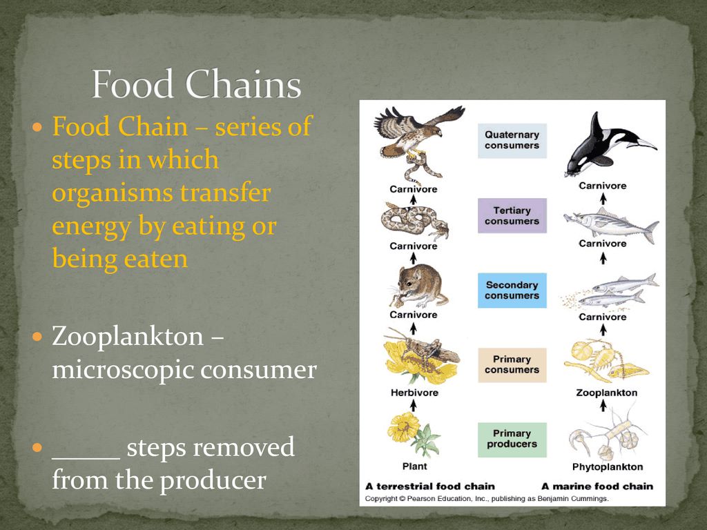 Warm Up 1. What is the difference between an open and a closed system ... Biology Diagrams